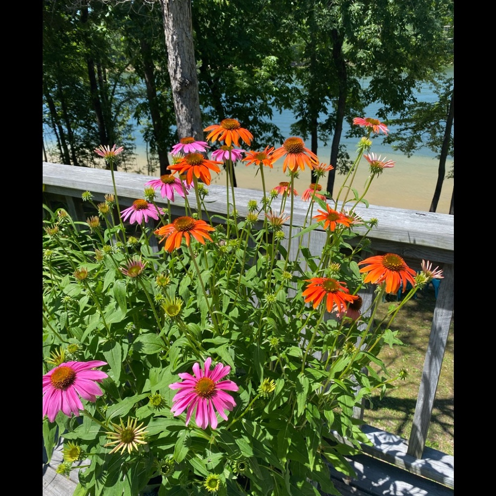 🌻I’m ready for Summer! Beautiful weather in Arkansas is on its way!🌻